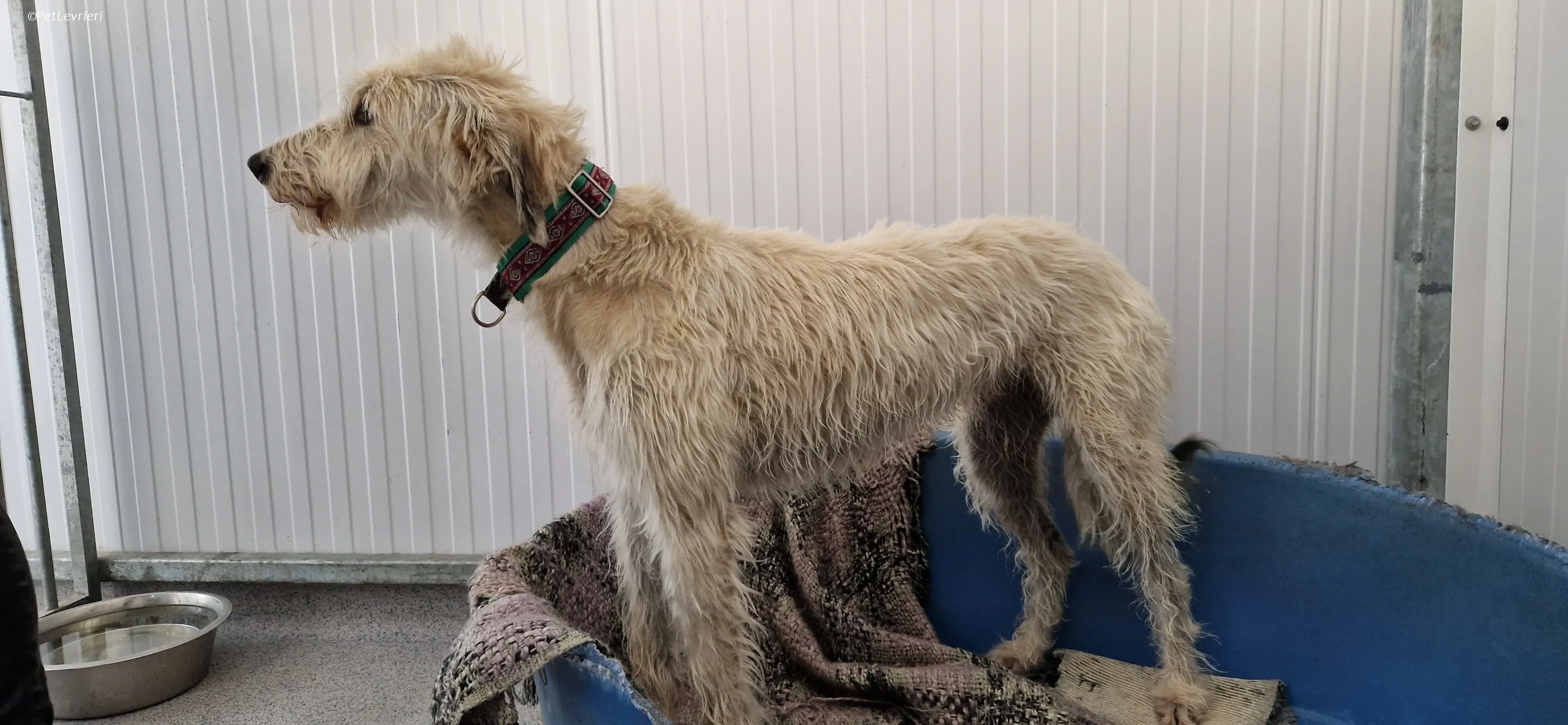 Liga levrieri greyhound 27