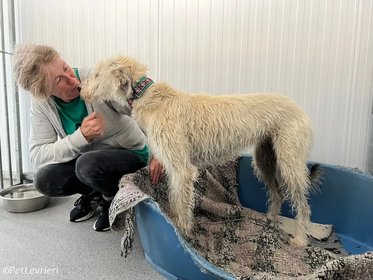 Liga levrieri greyhound 28