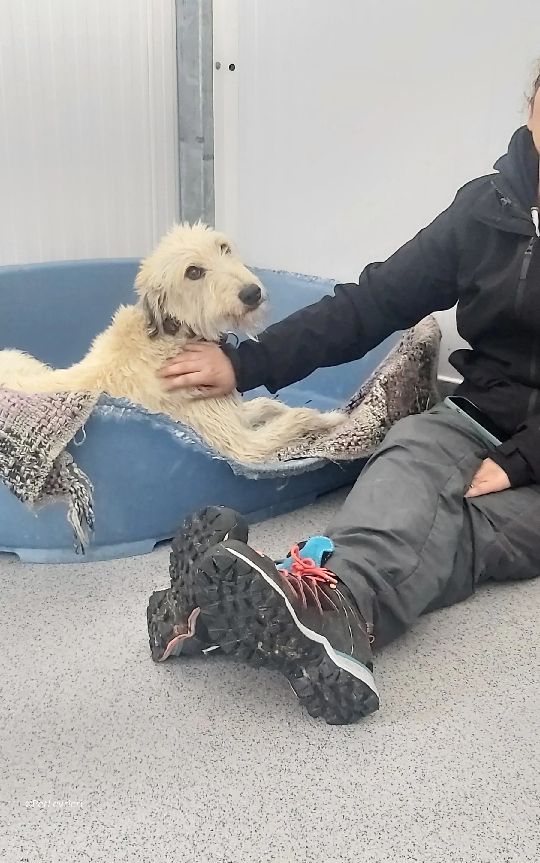 Liga levrieri greyhound 29