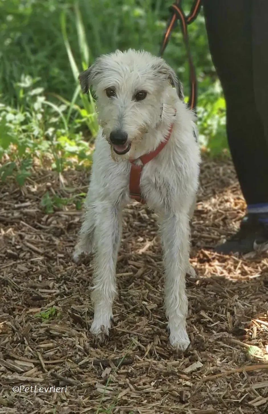 Liga levrieri greyhound 3