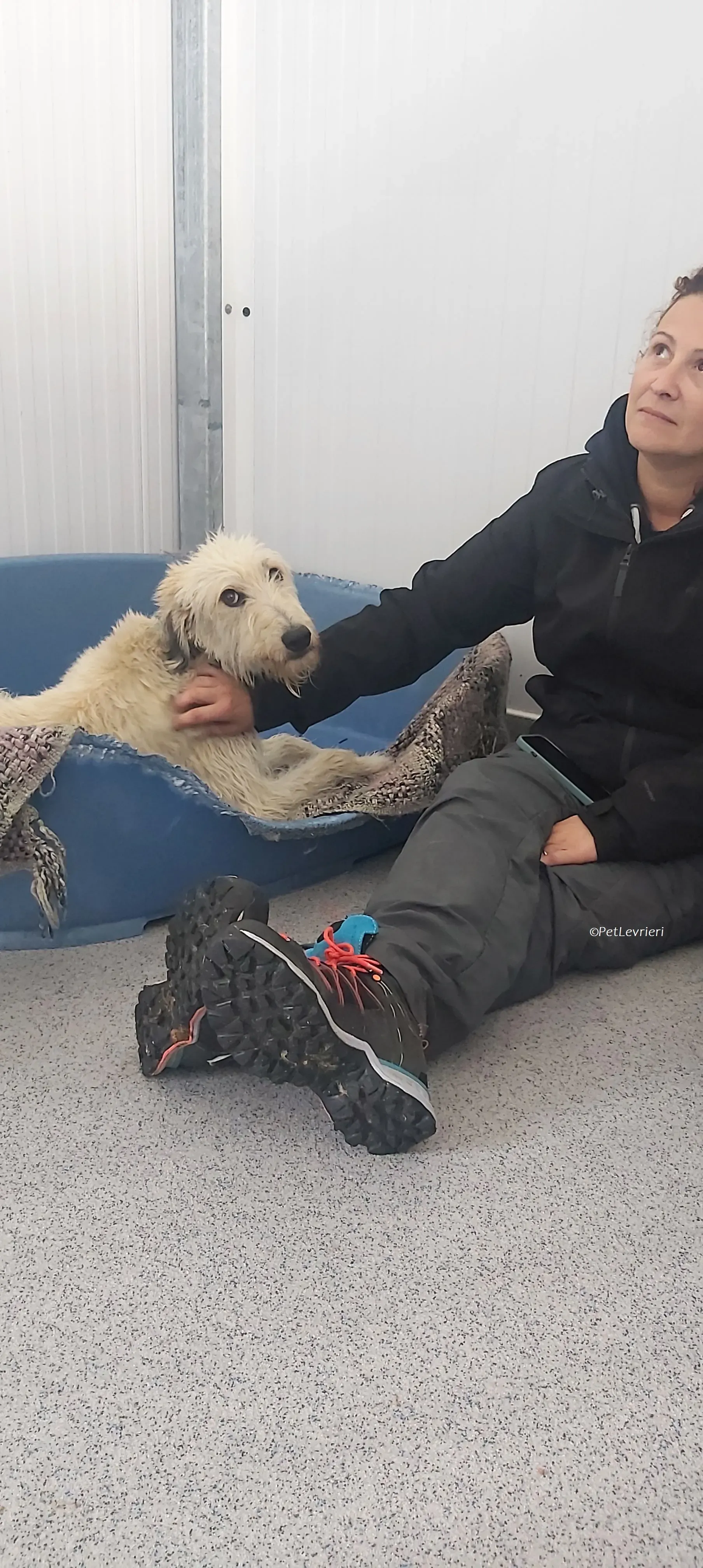 Liga levrieri greyhound 30