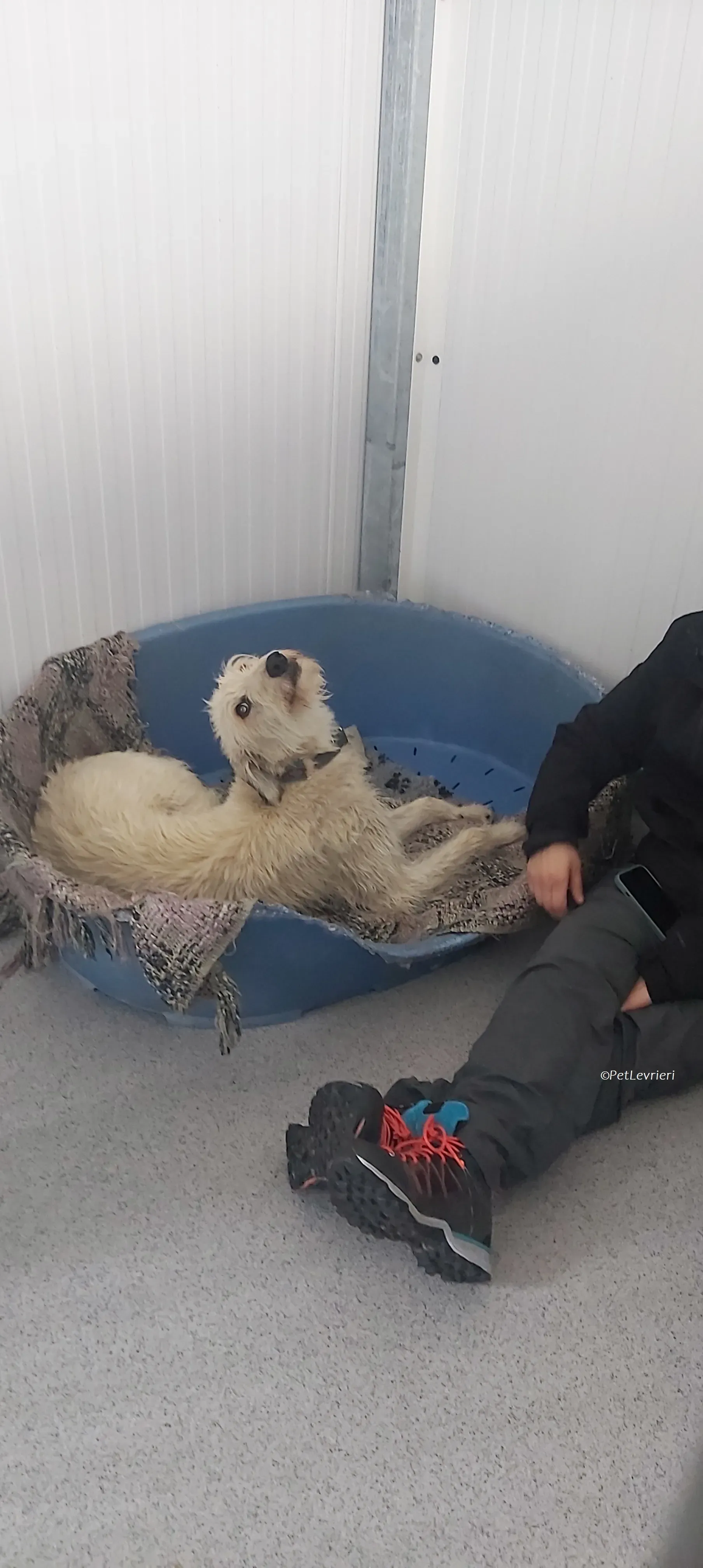 Liga levrieri greyhound 31