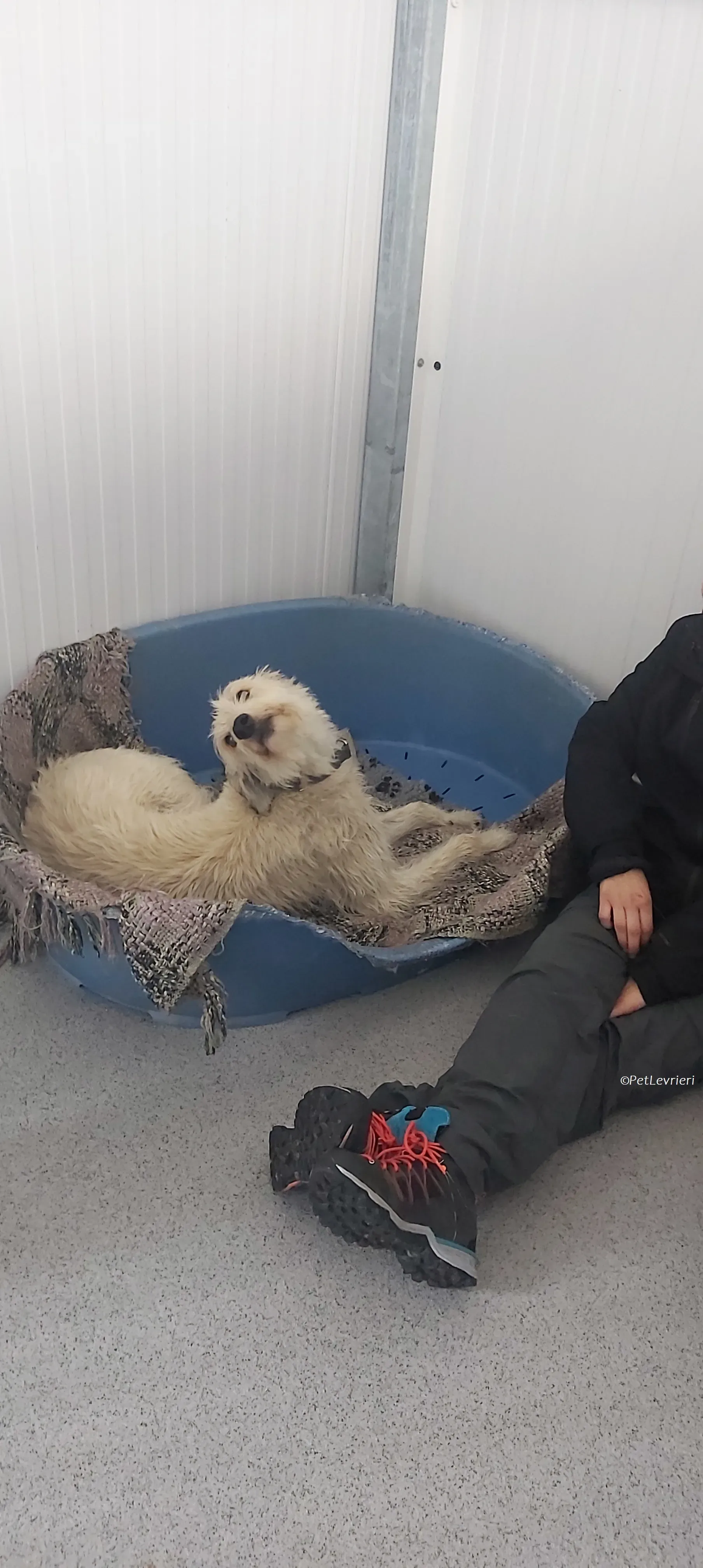 Liga levrieri greyhound 32