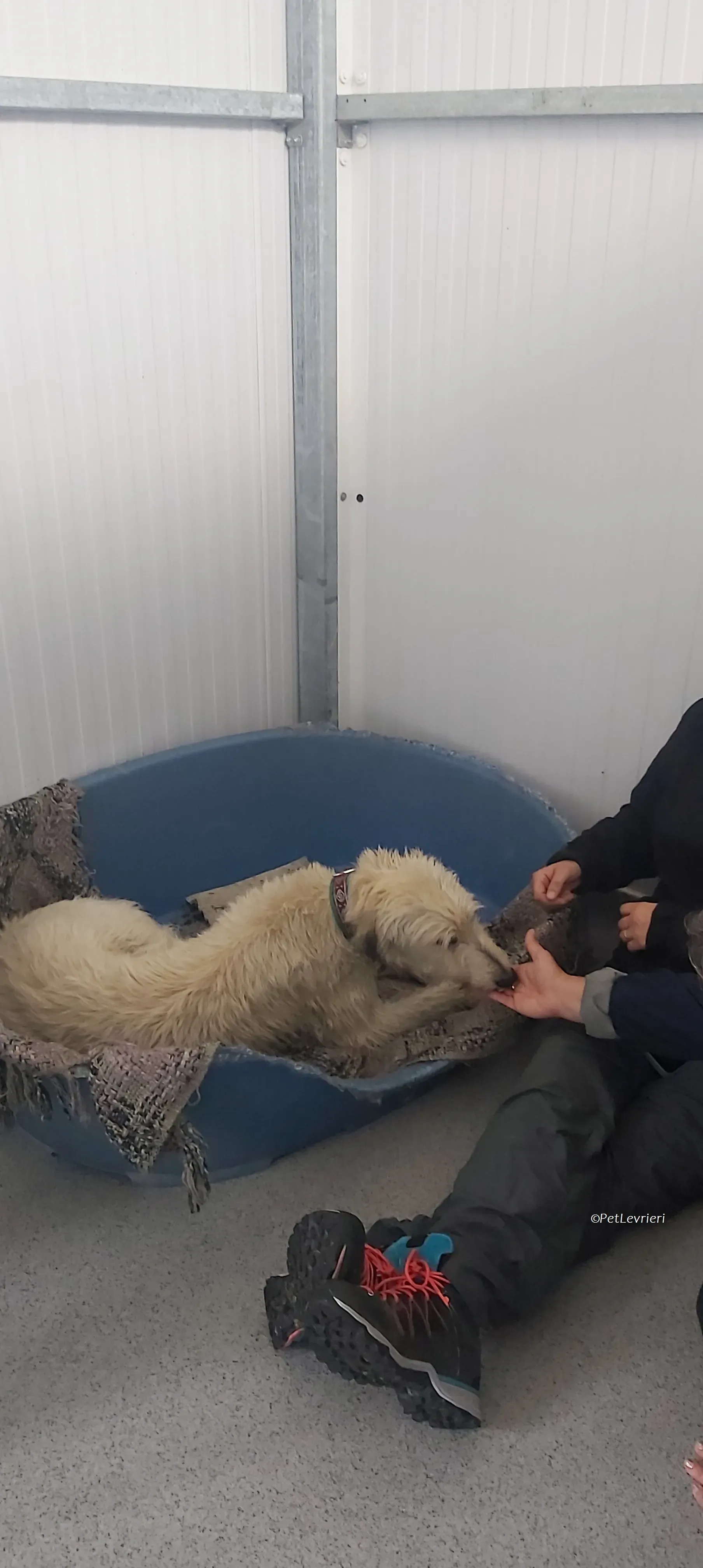 Liga levrieri greyhound 33