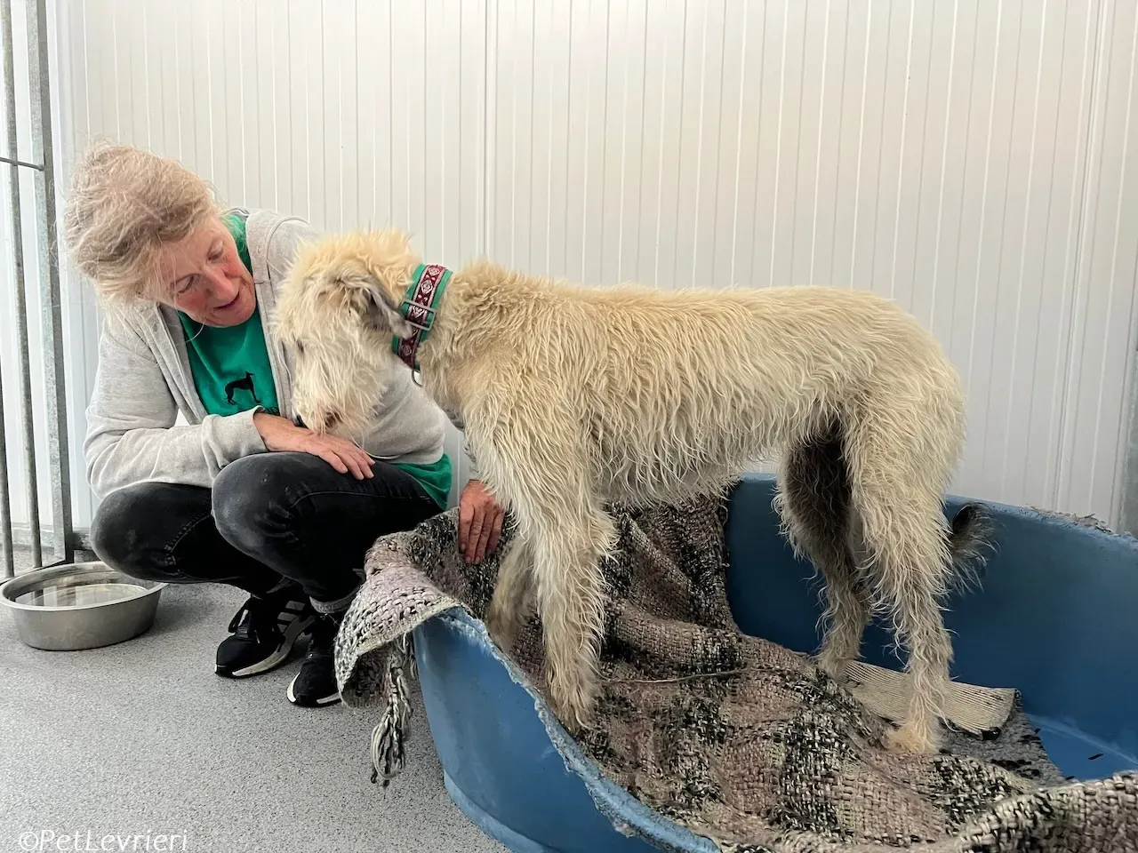 Liga levrieri greyhound 34