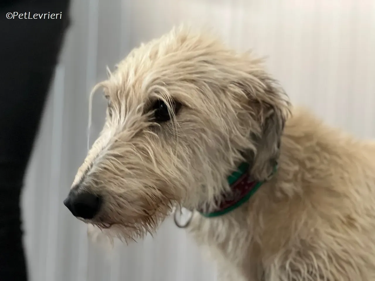 Liga levrieri greyhound 35