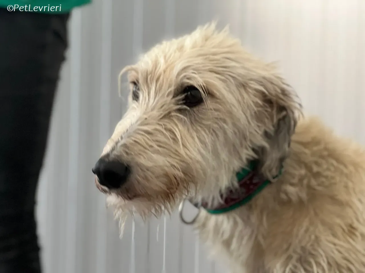 Liga levrieri greyhound 36