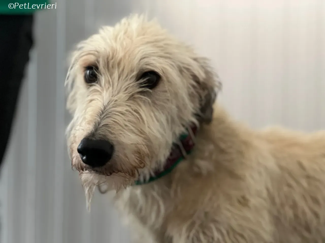 Liga levrieri greyhound 37