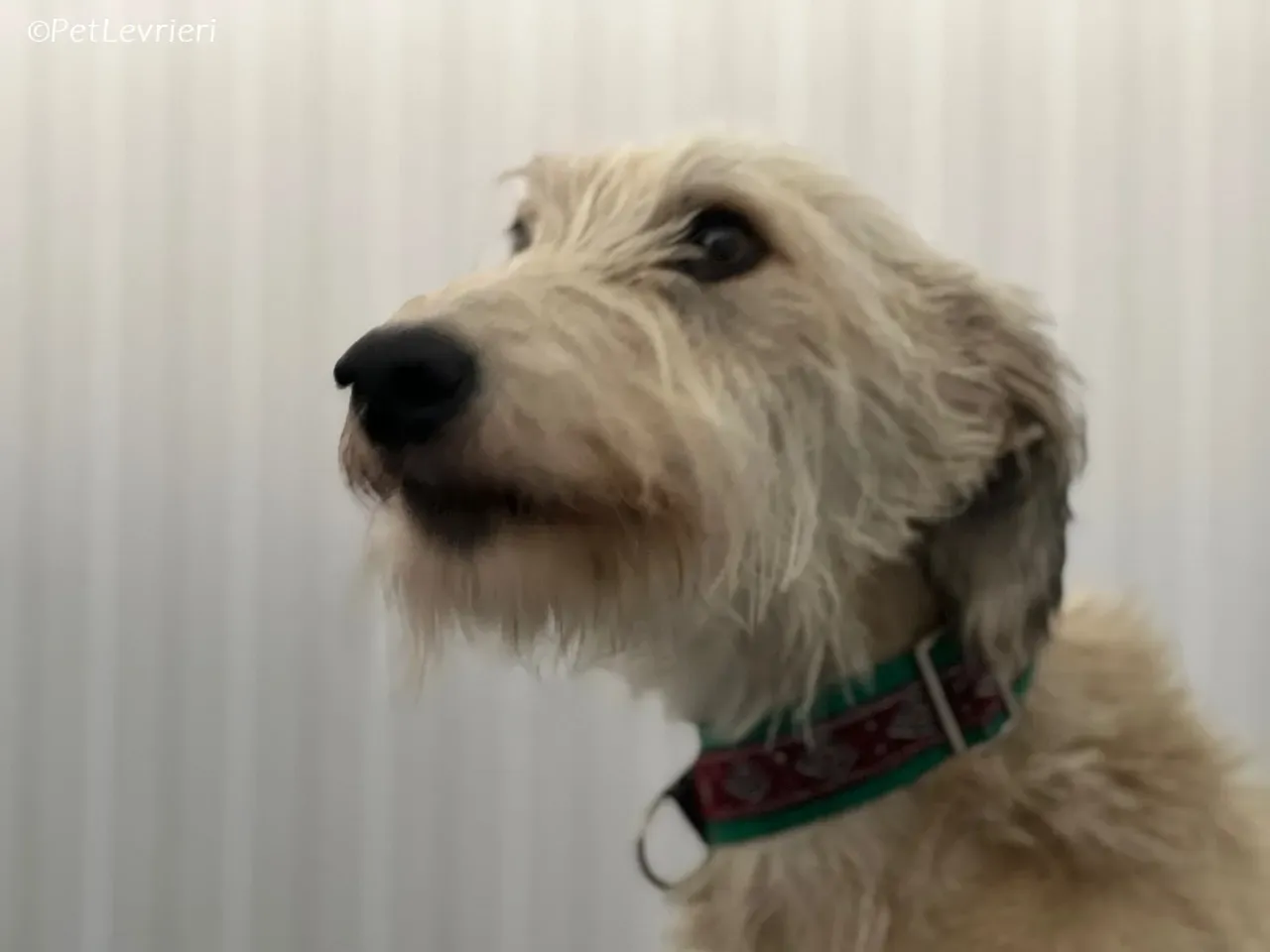 Liga levrieri greyhound 38