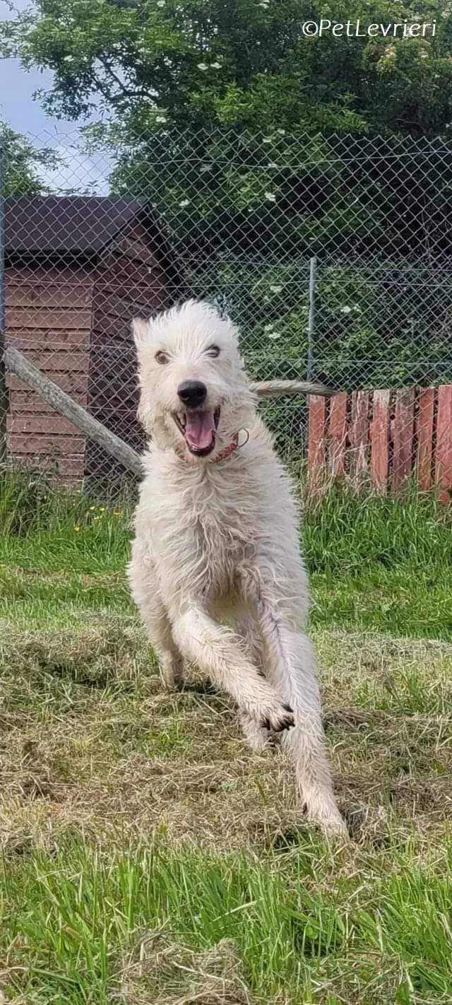 Liga levrieri greyhound 4