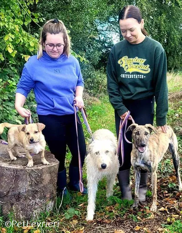 Liga levrieri greyhound 5