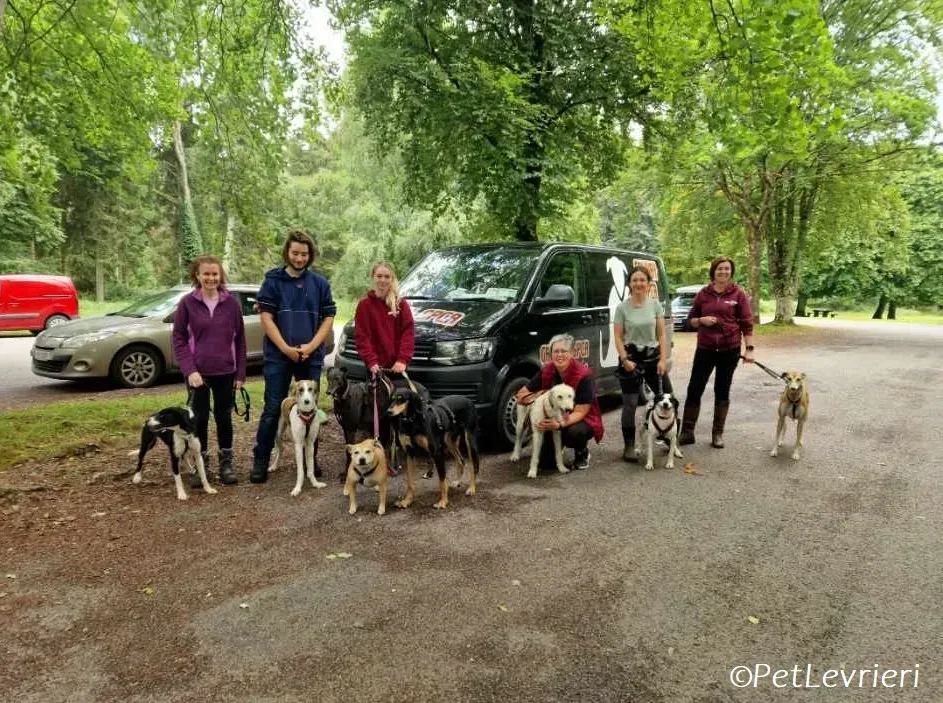 Liga levrieri greyhound 6