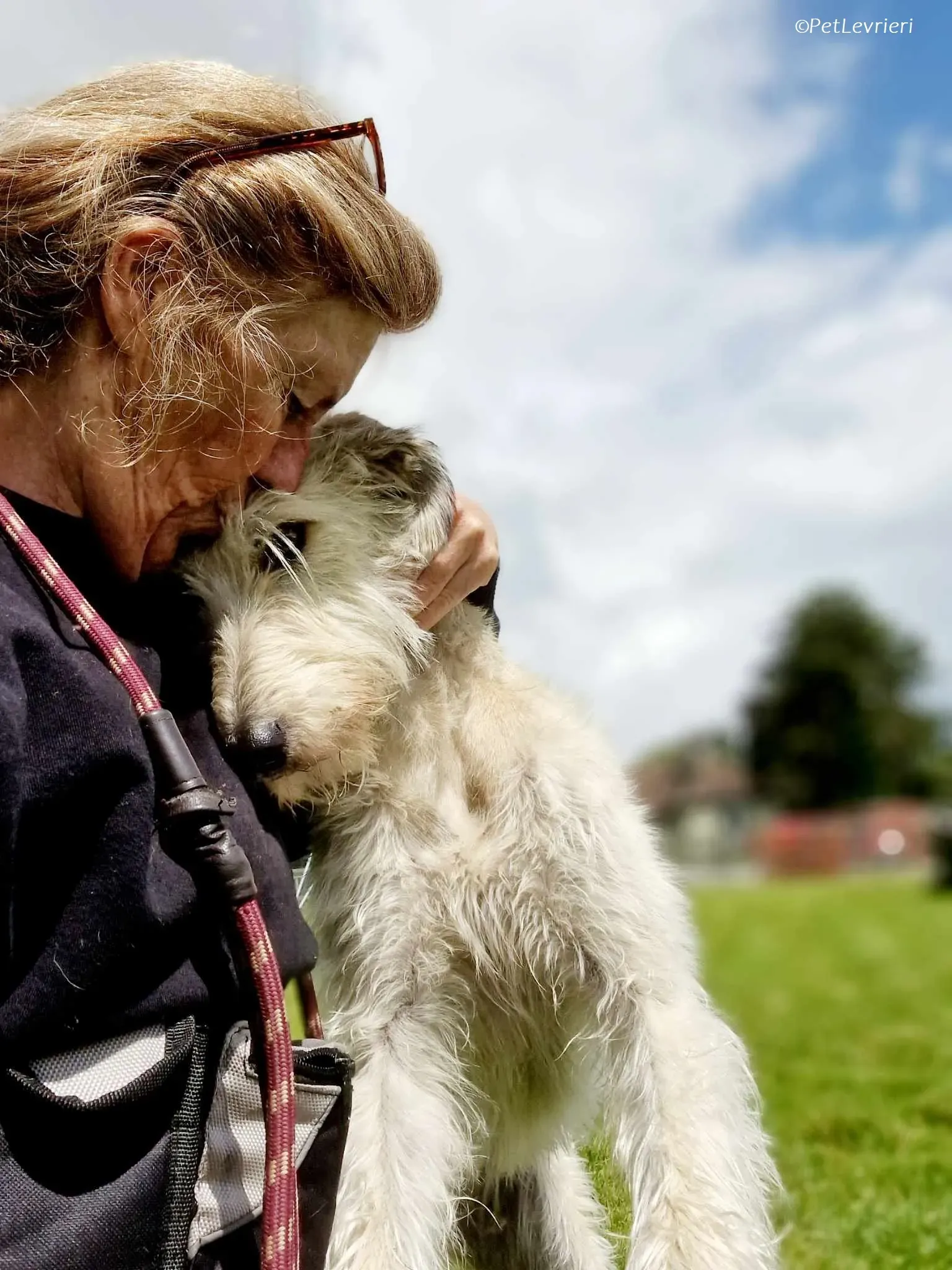 Liga levrieri greyhound 8