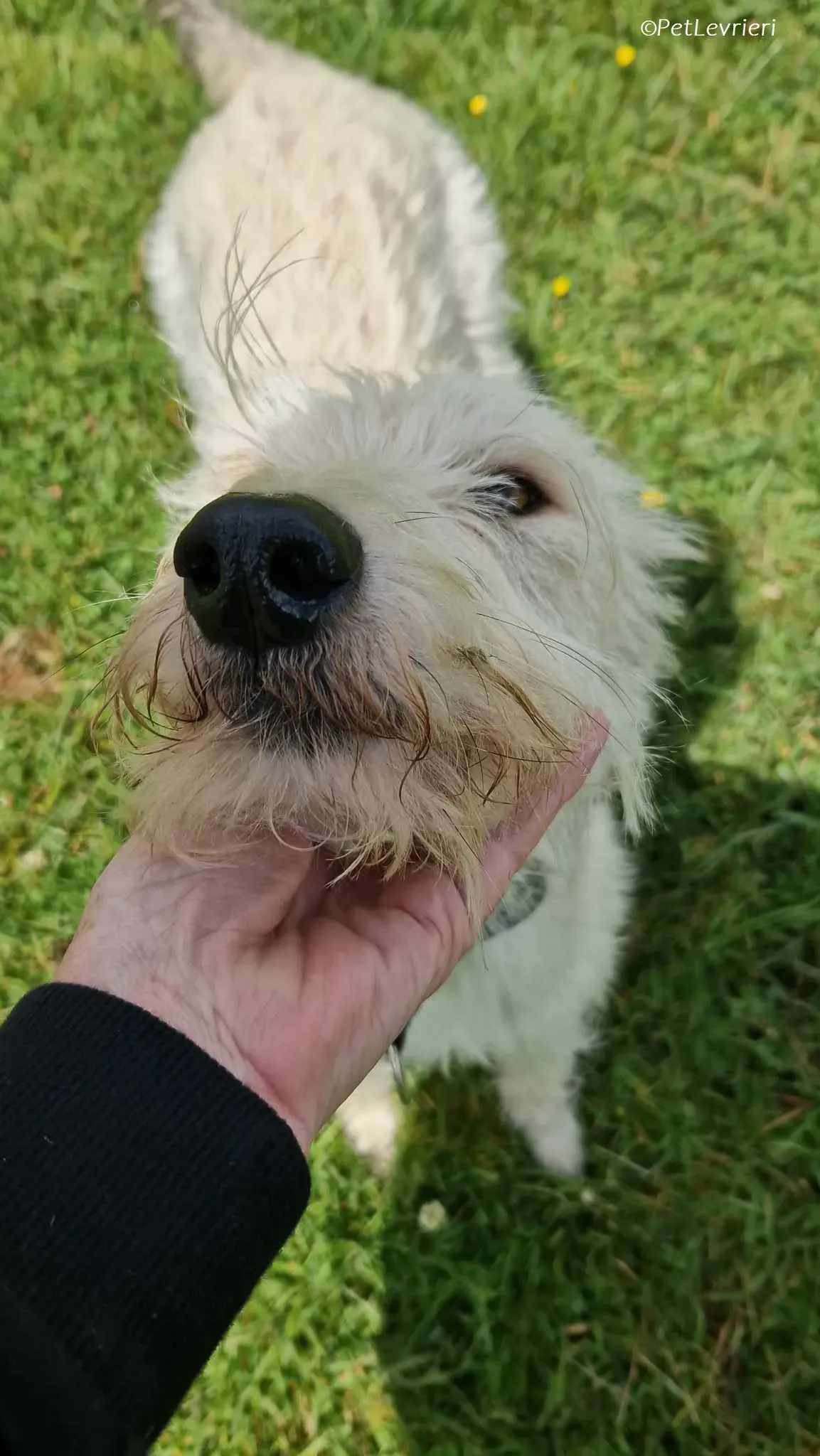 Liga levrieri greyhound 9