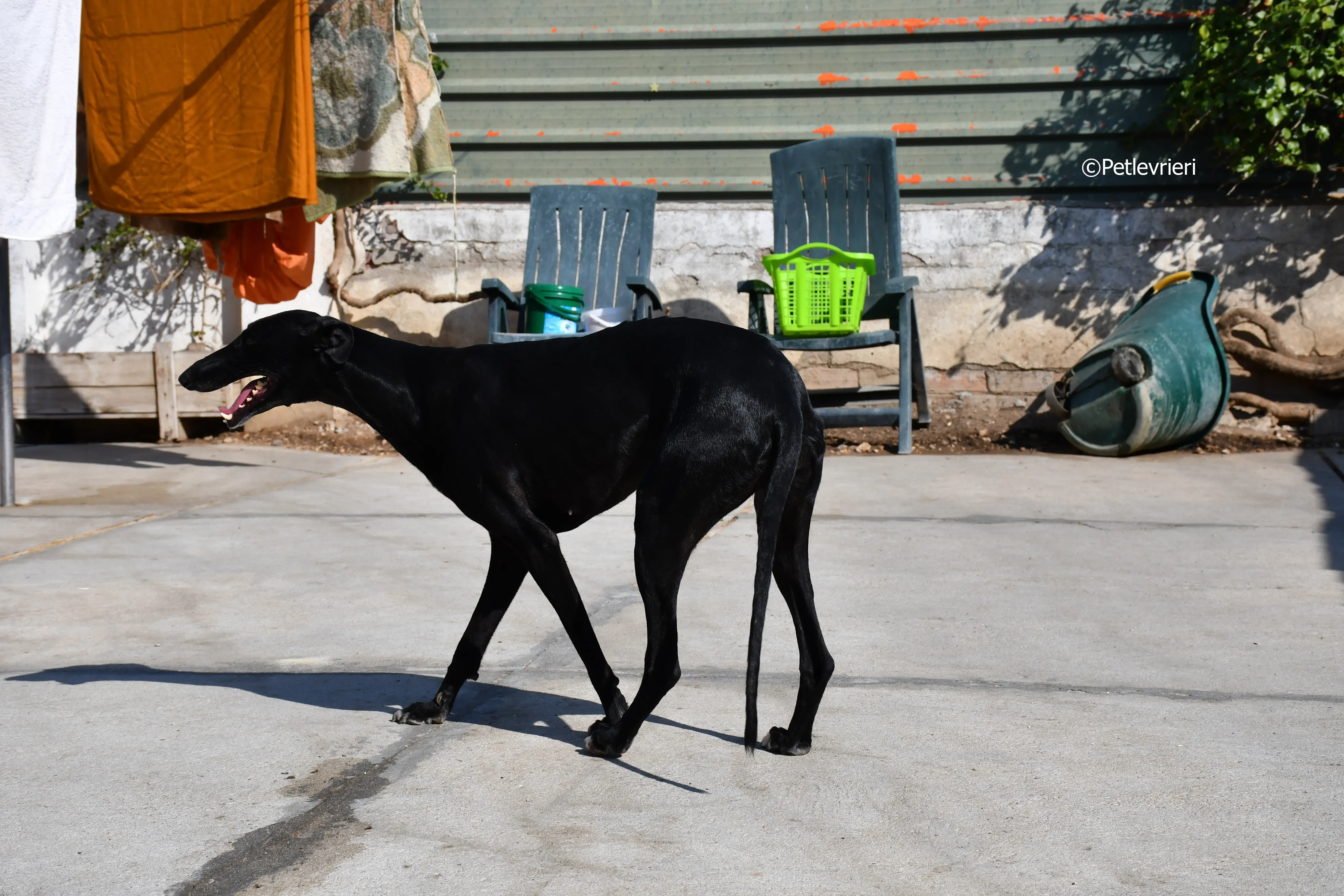Lila adozione levrieri galgo 1