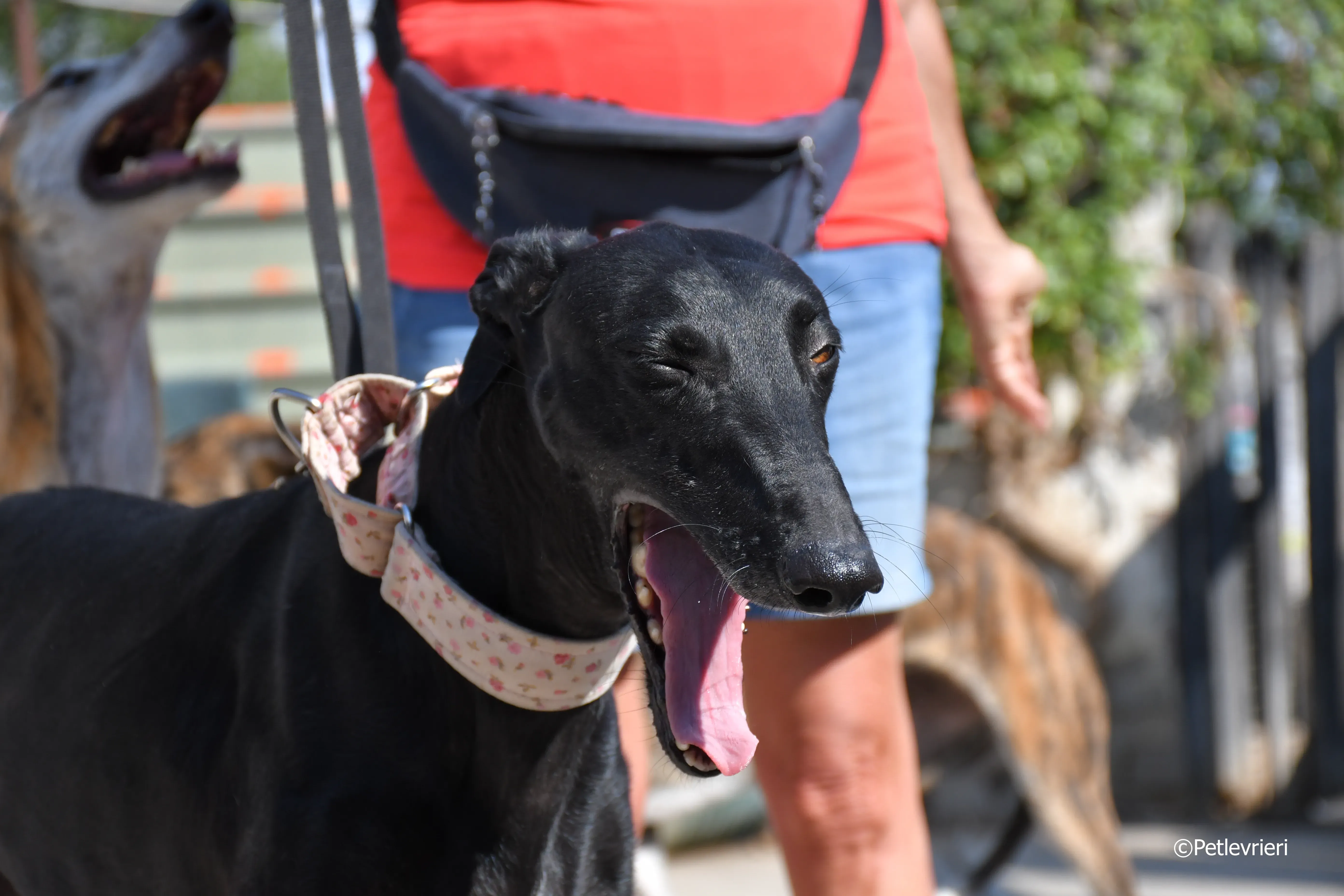 Lila adozione levrieri galgo 10