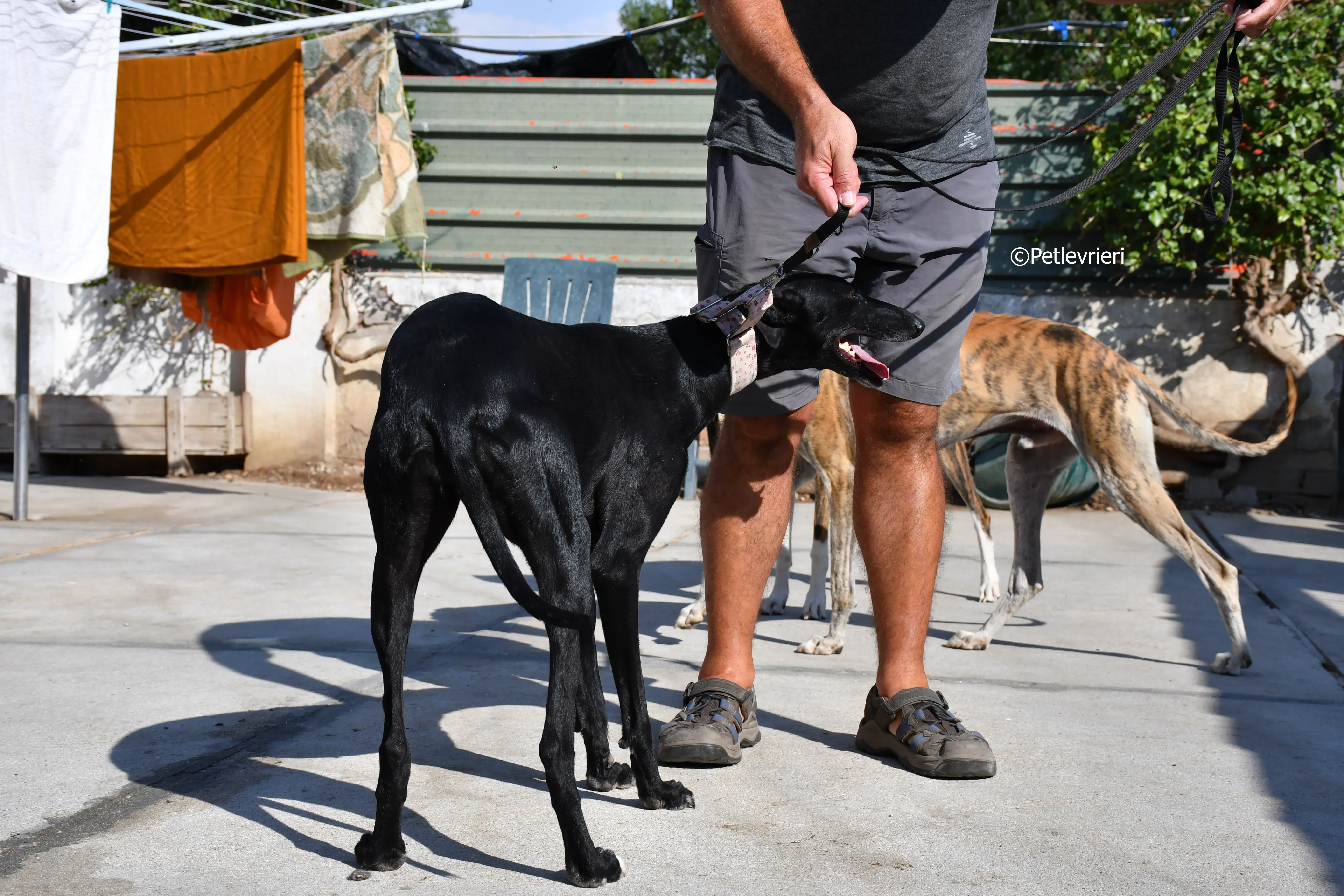 Lila adozione levrieri galgo 11