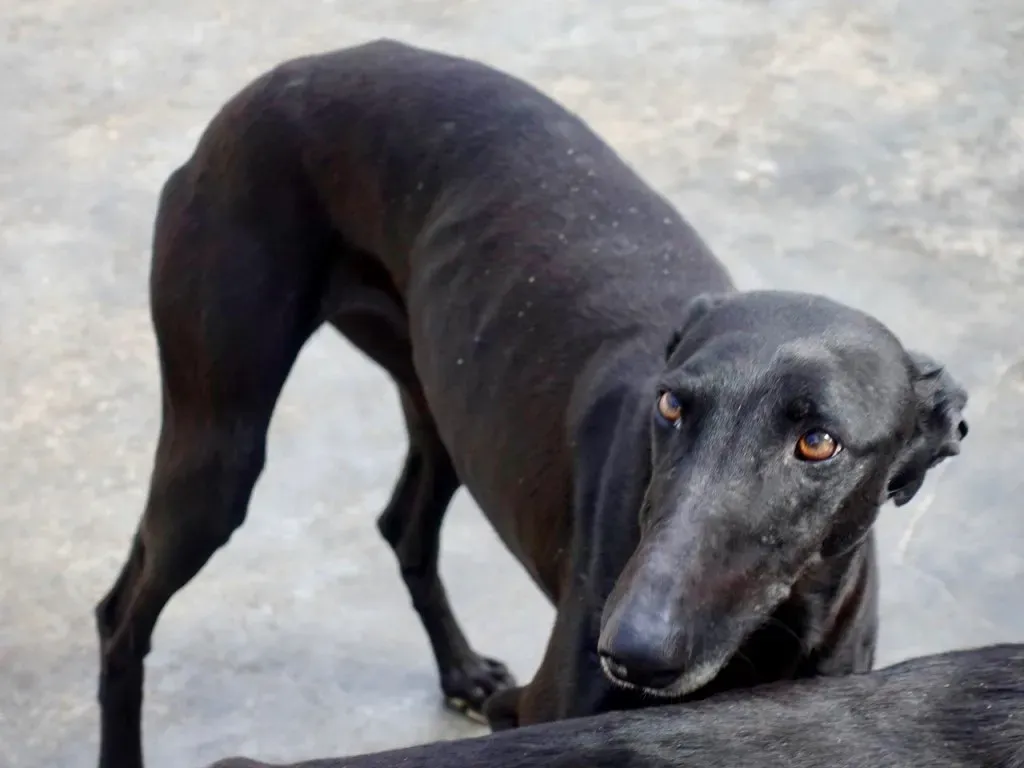 Lila adozione levrieri galgo 13