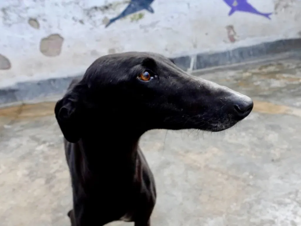 Lila adozione levrieri galgo 14