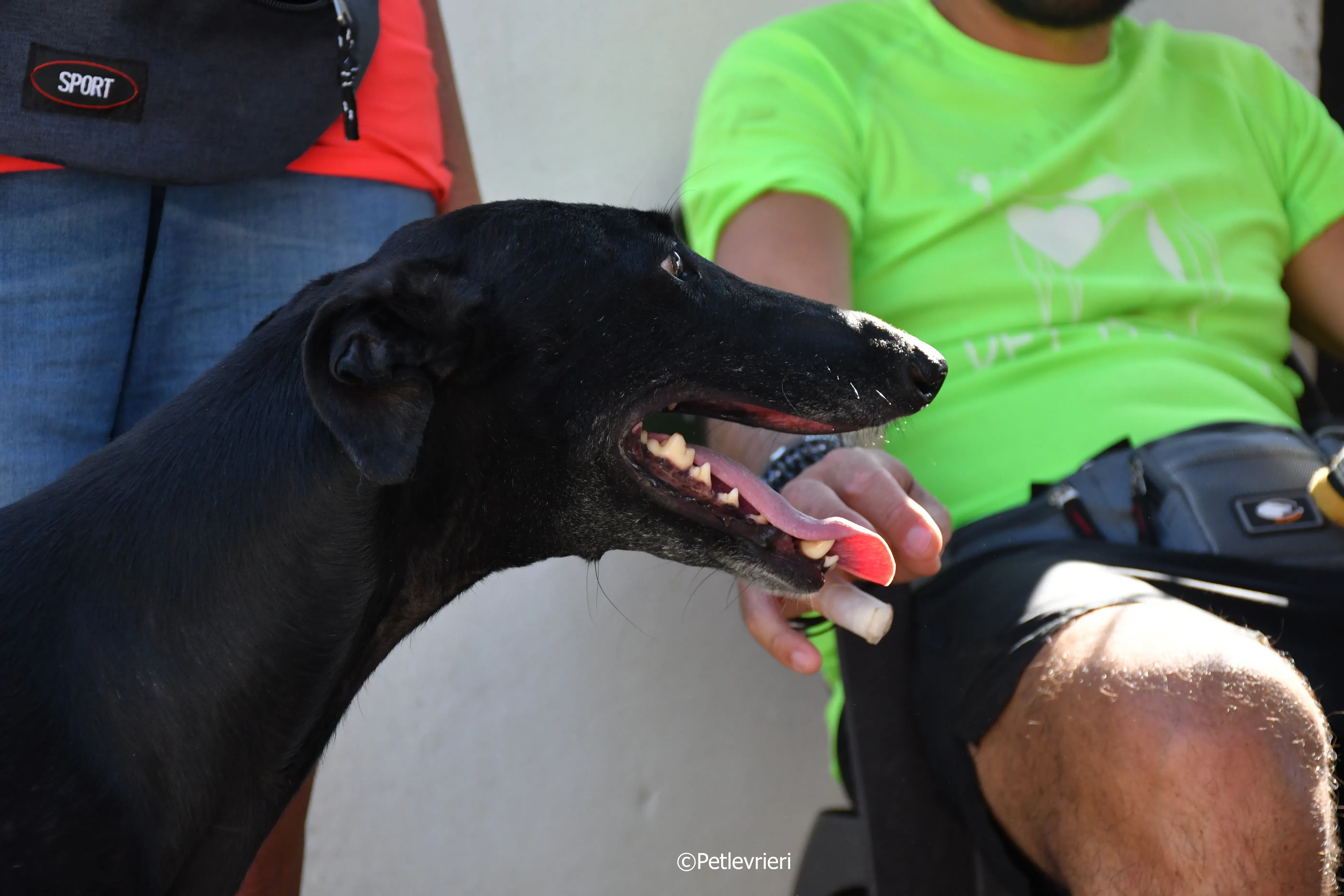 Lila adozione levrieri galgo 5