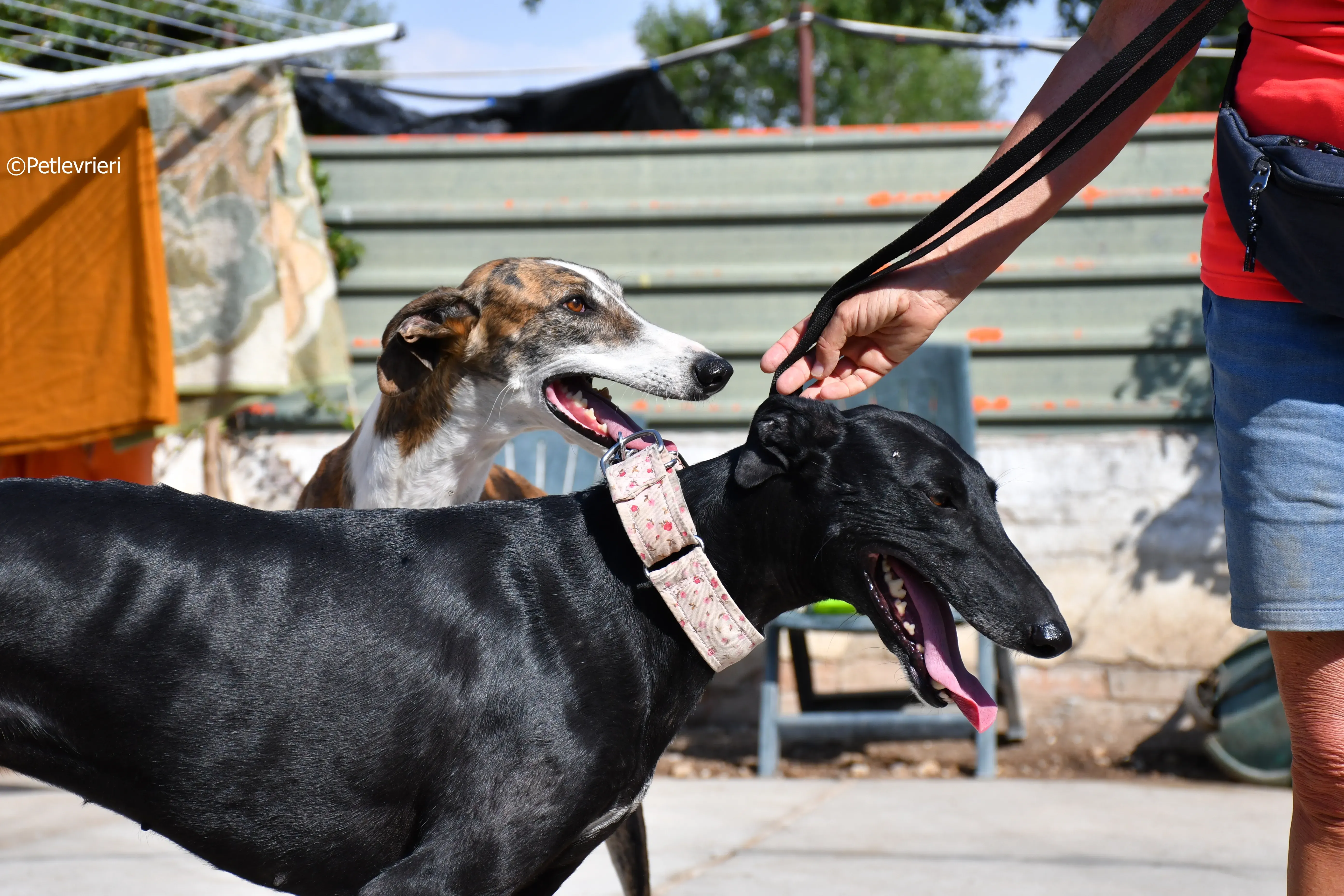Lila adozione levrieri galgo 6