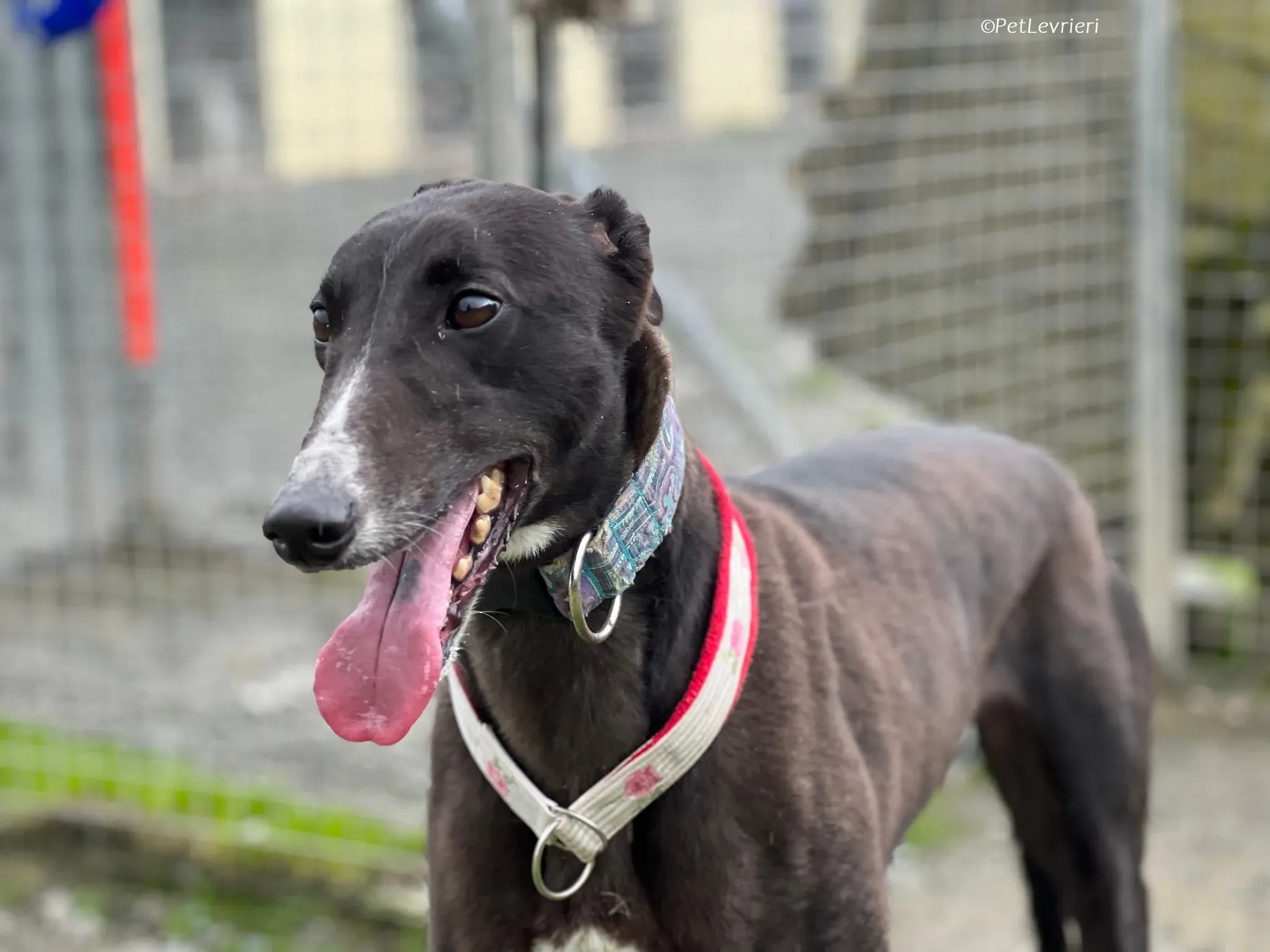 Lilibeth adozione levrieri greyhound 1