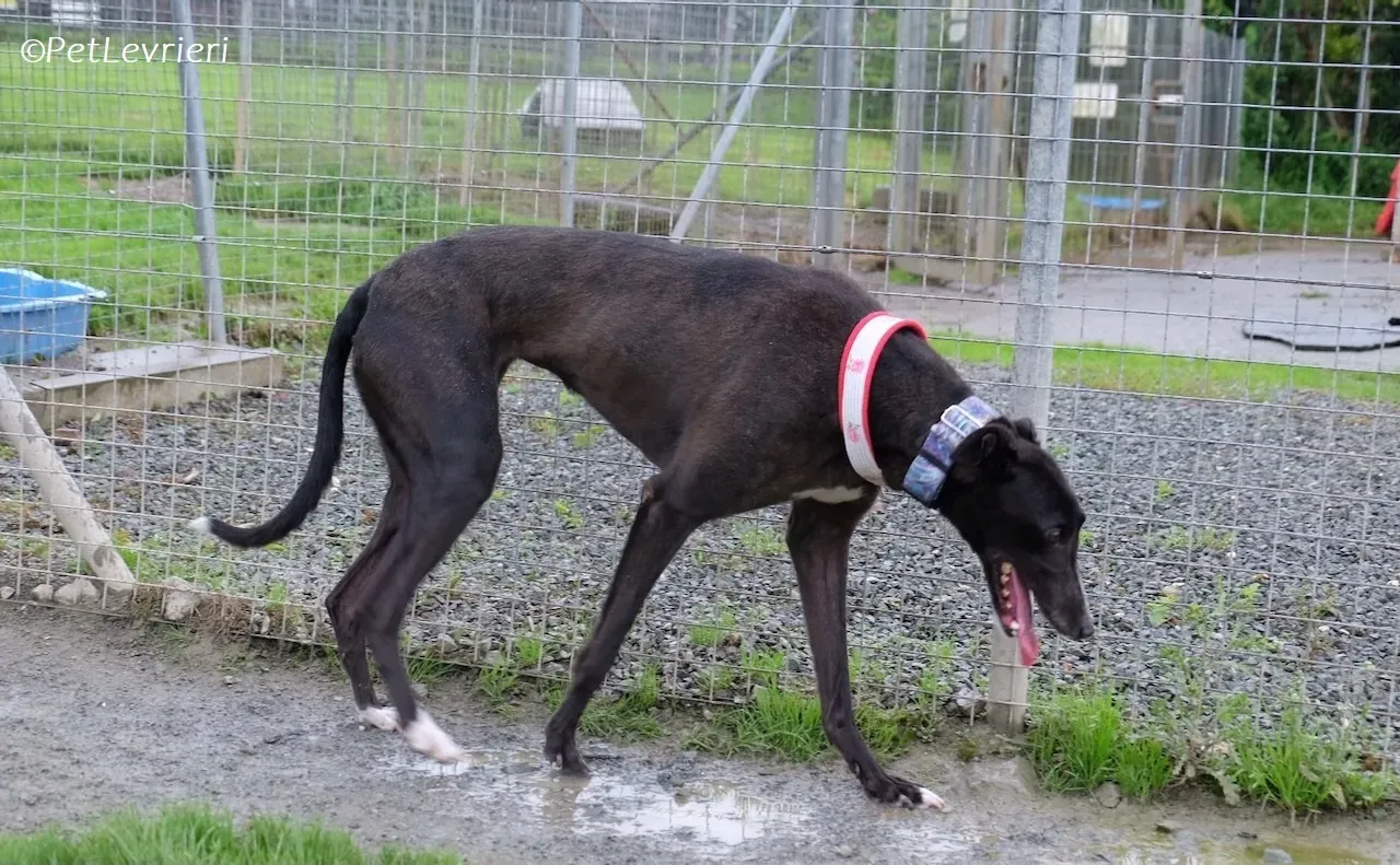Lilibeth adozione levrieri greyhound 10
