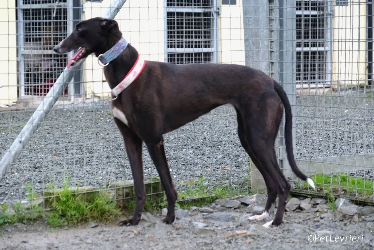 Lilibeth adozione levrieri greyhound 11