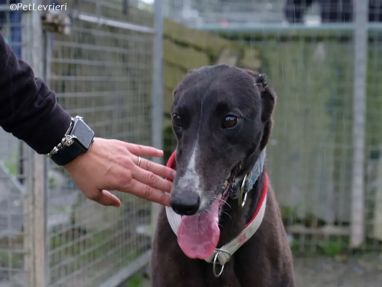 Lilibeth adozione levrieri greyhound 12