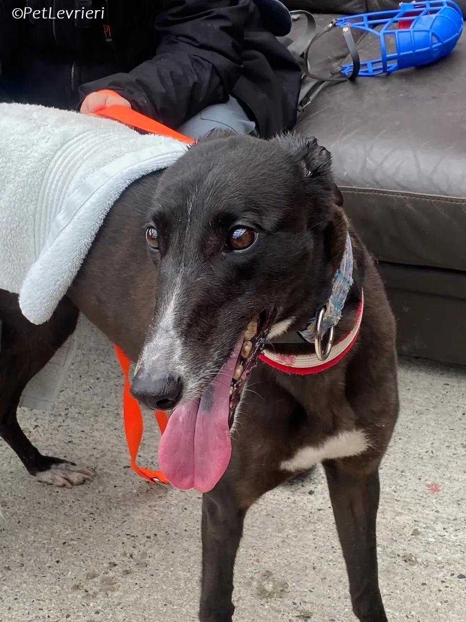 Lilibeth adozione levrieri greyhound 13