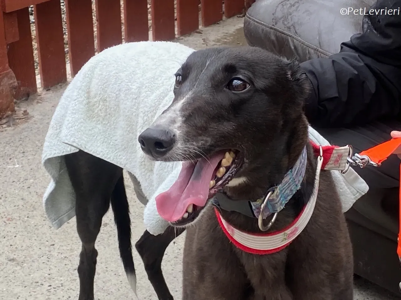 Lilibeth adozione levrieri greyhound 14