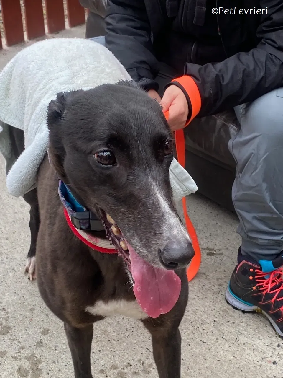 Lilibeth adozione levrieri greyhound 15