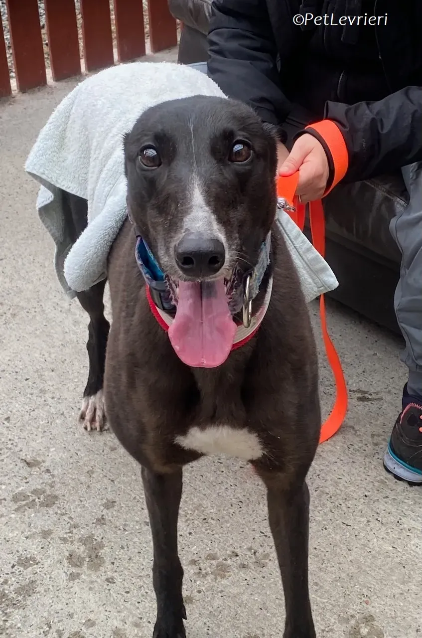 Lilibeth adozione levrieri greyhound 16