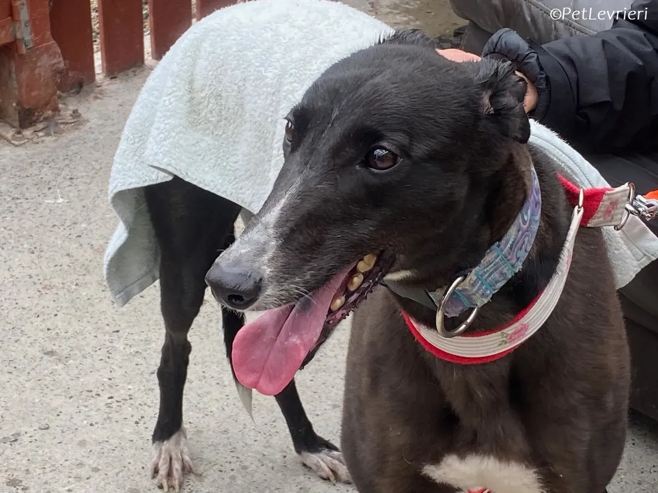 Lilibeth adozione levrieri greyhound 17