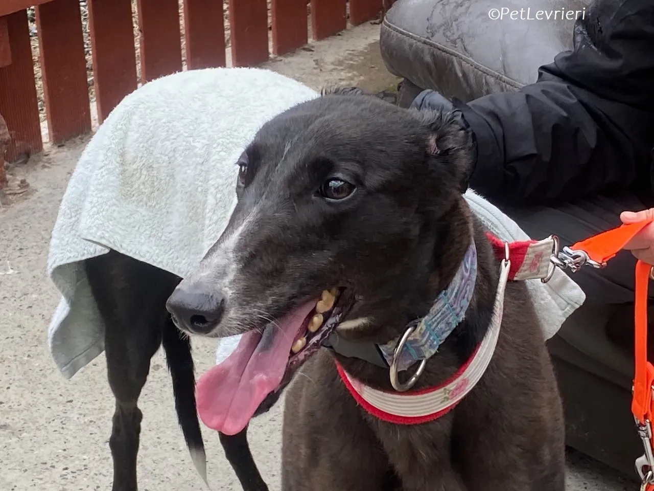 Lilibeth adozione levrieri greyhound 18