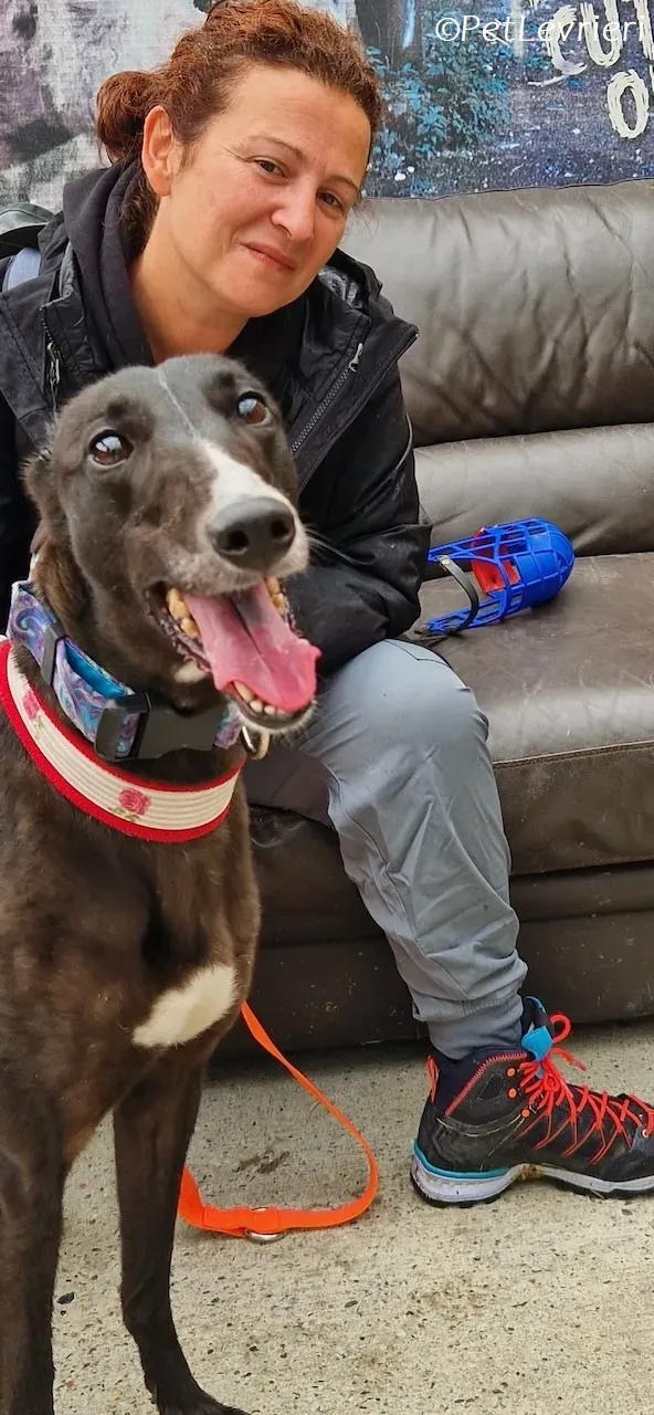 Lilibeth adozione levrieri greyhound 19