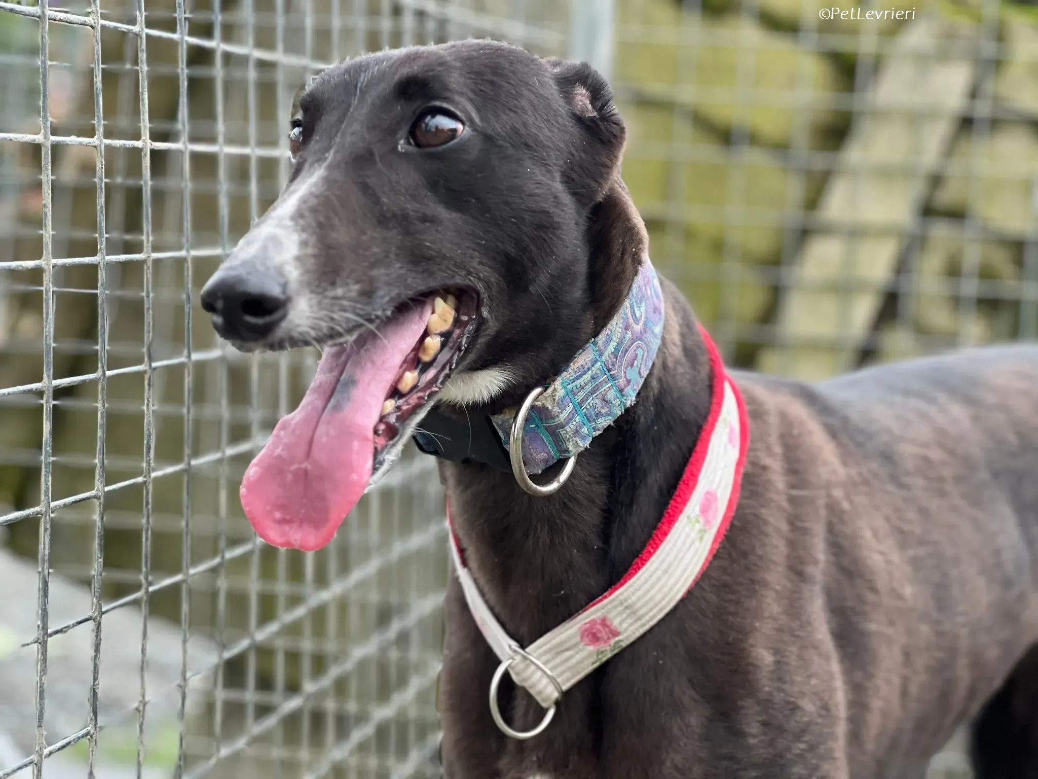 Lilibeth adozione levrieri greyhound 2