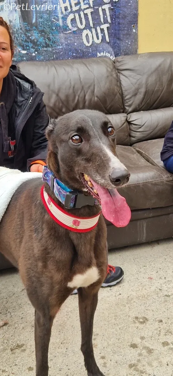 Lilibeth adozione levrieri greyhound 20