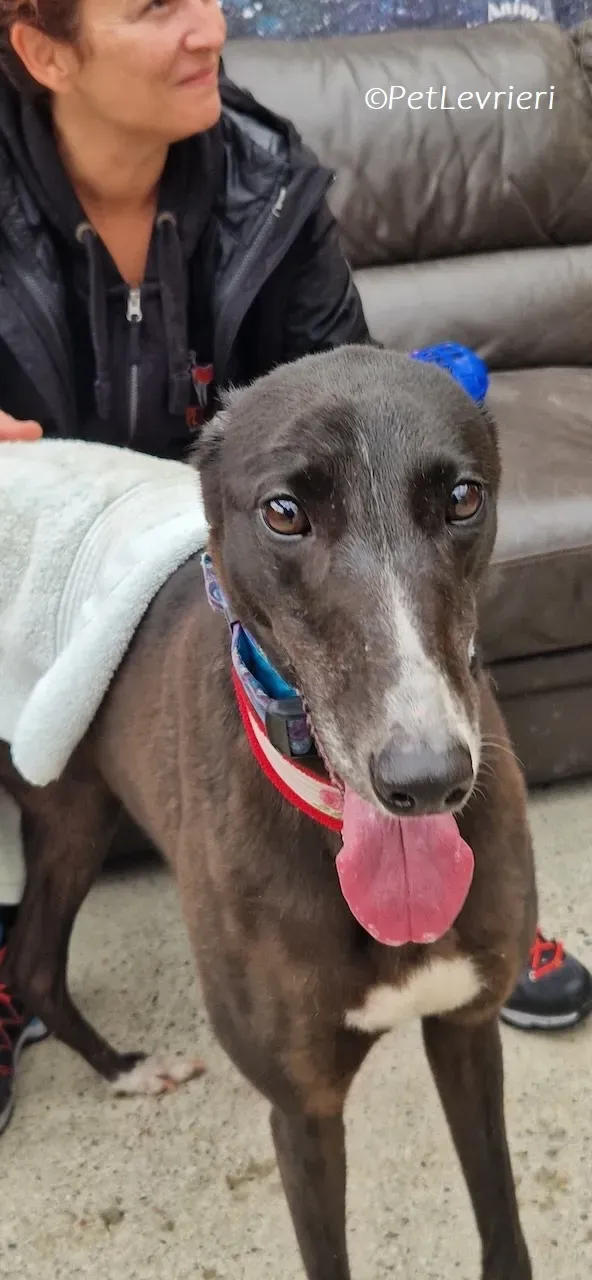 Lilibeth adozione levrieri greyhound 21