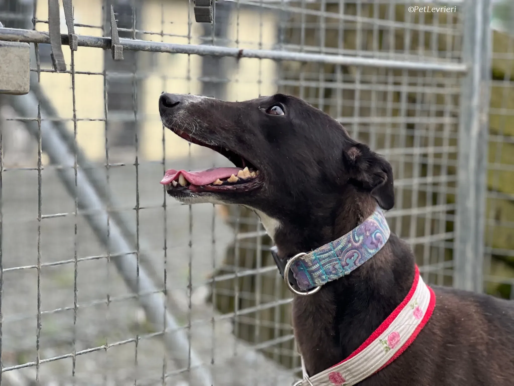 Lilibeth adozione levrieri greyhound 3