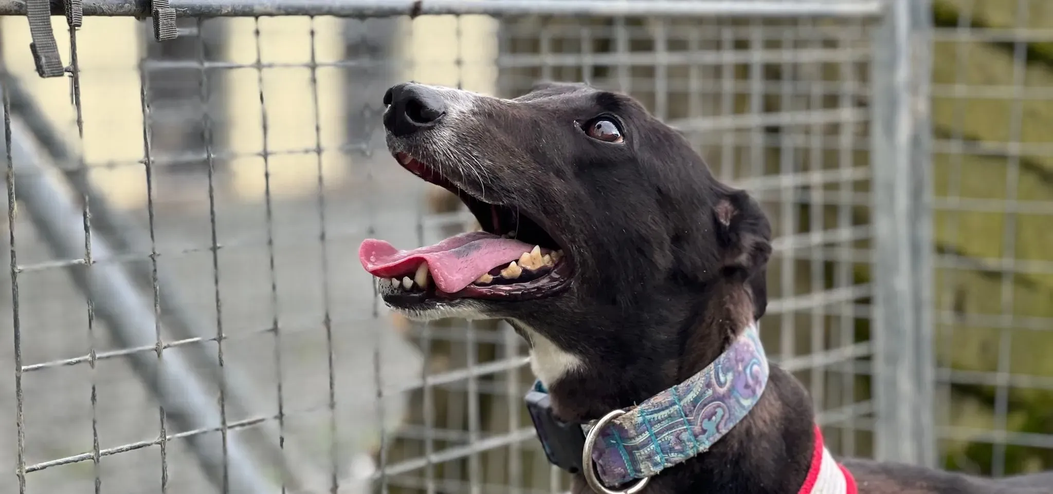 Lilibeth adozione levrieri greyhound 4 e1690185672548