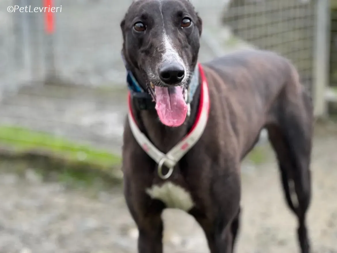 Lilibeth adozione levrieri greyhound 5