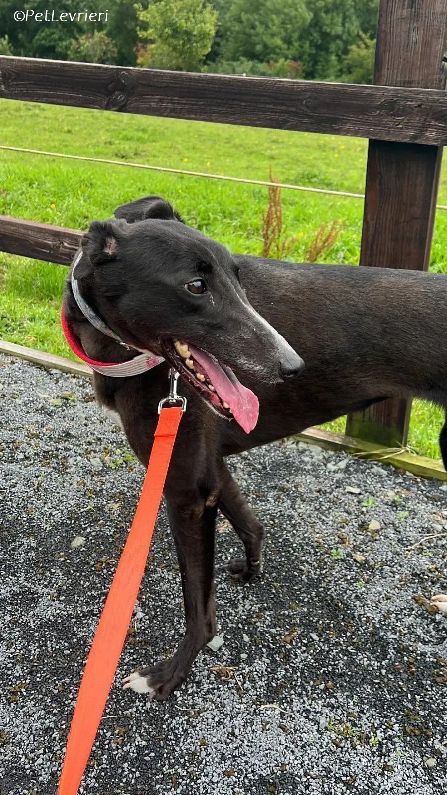 Lilibeth adozione levrieri greyhound 6