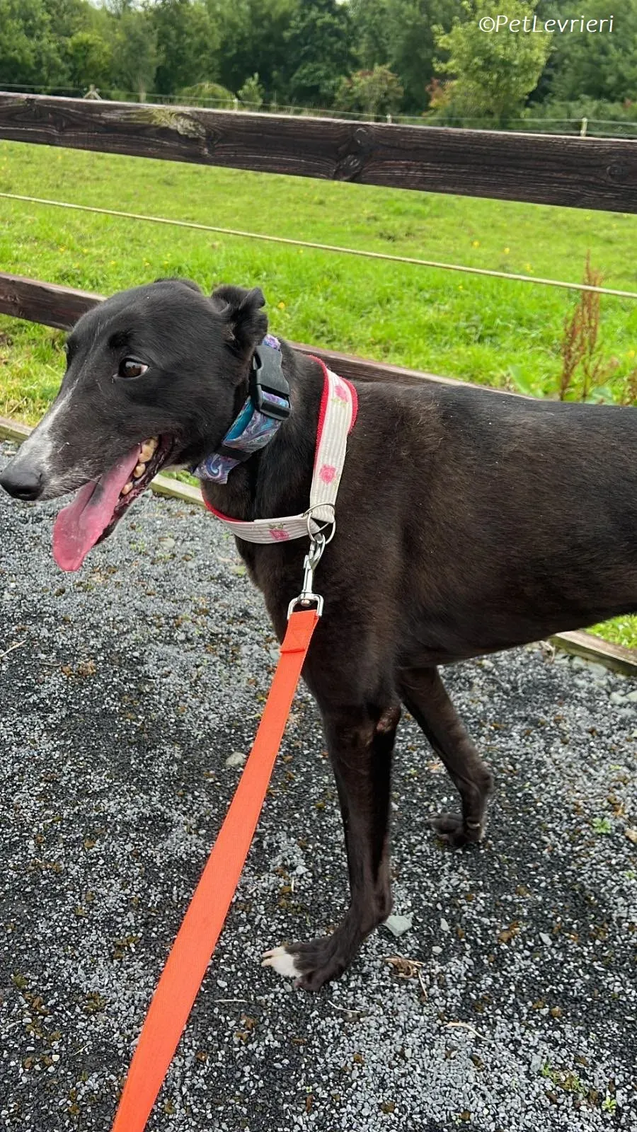 Lilibeth adozione levrieri greyhound 7