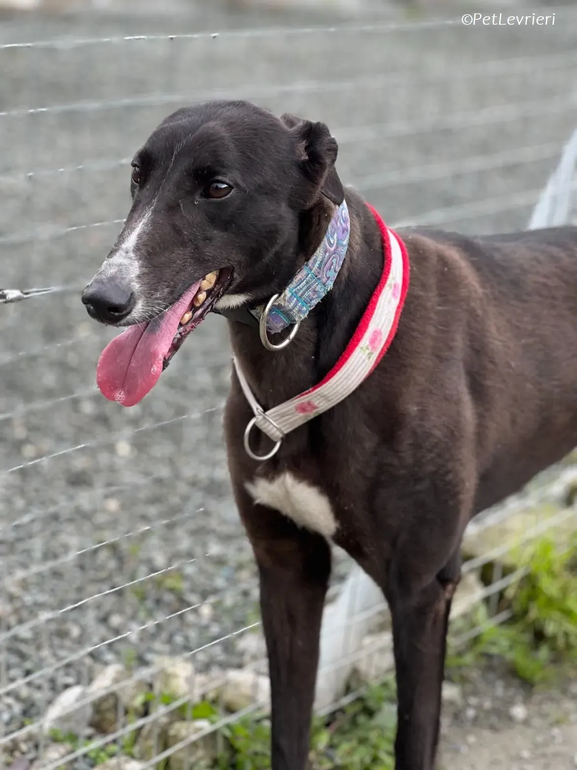 Lilibeth adozione levrieri greyhound 8