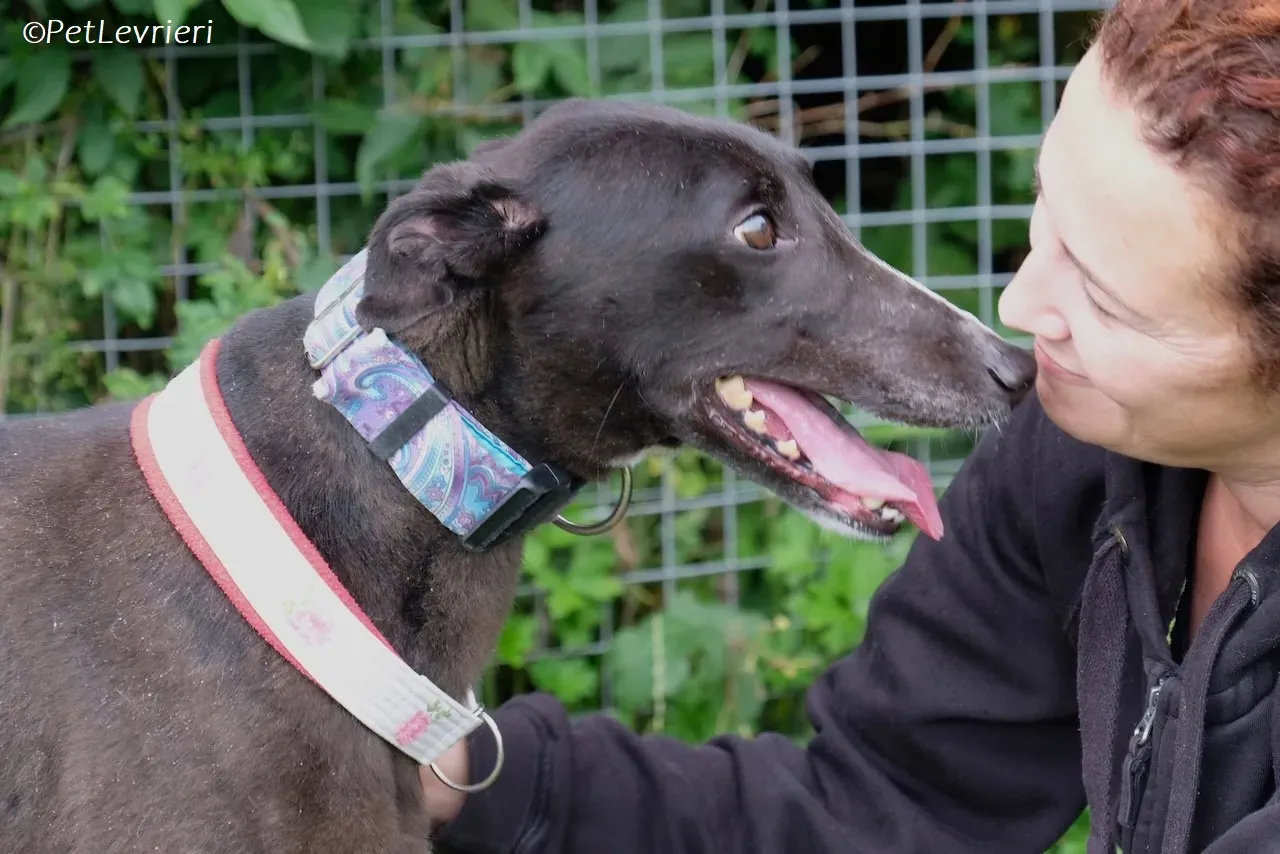 Lilibeth adozione levrieri greyhound 9