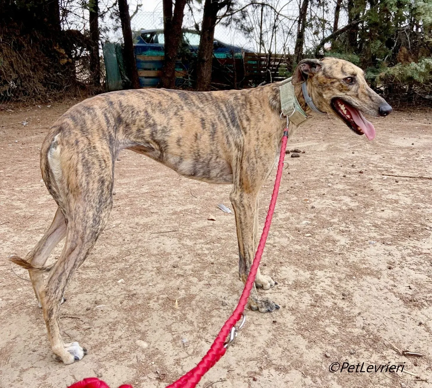 Lilith galgo adozione pet levrieri onlus 1 1