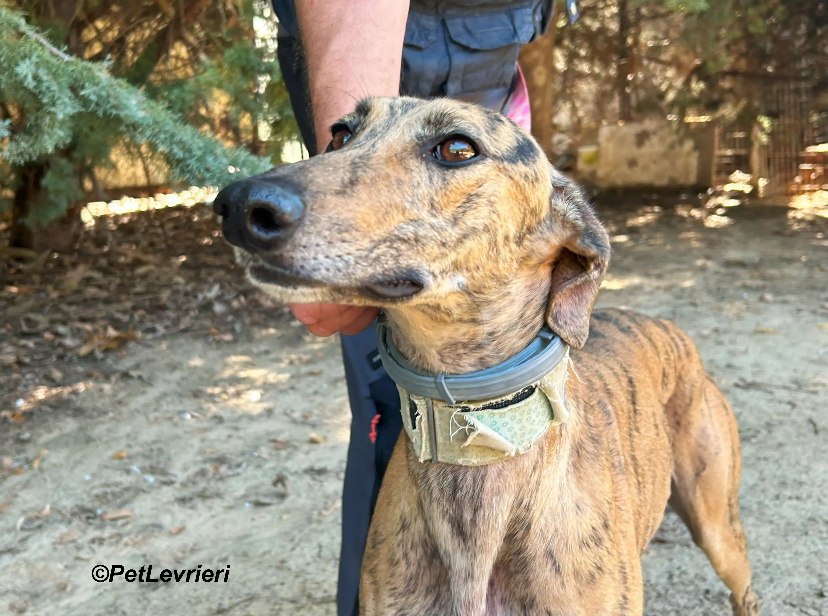 Lilith galgo adozione pet levrieri onlus 10