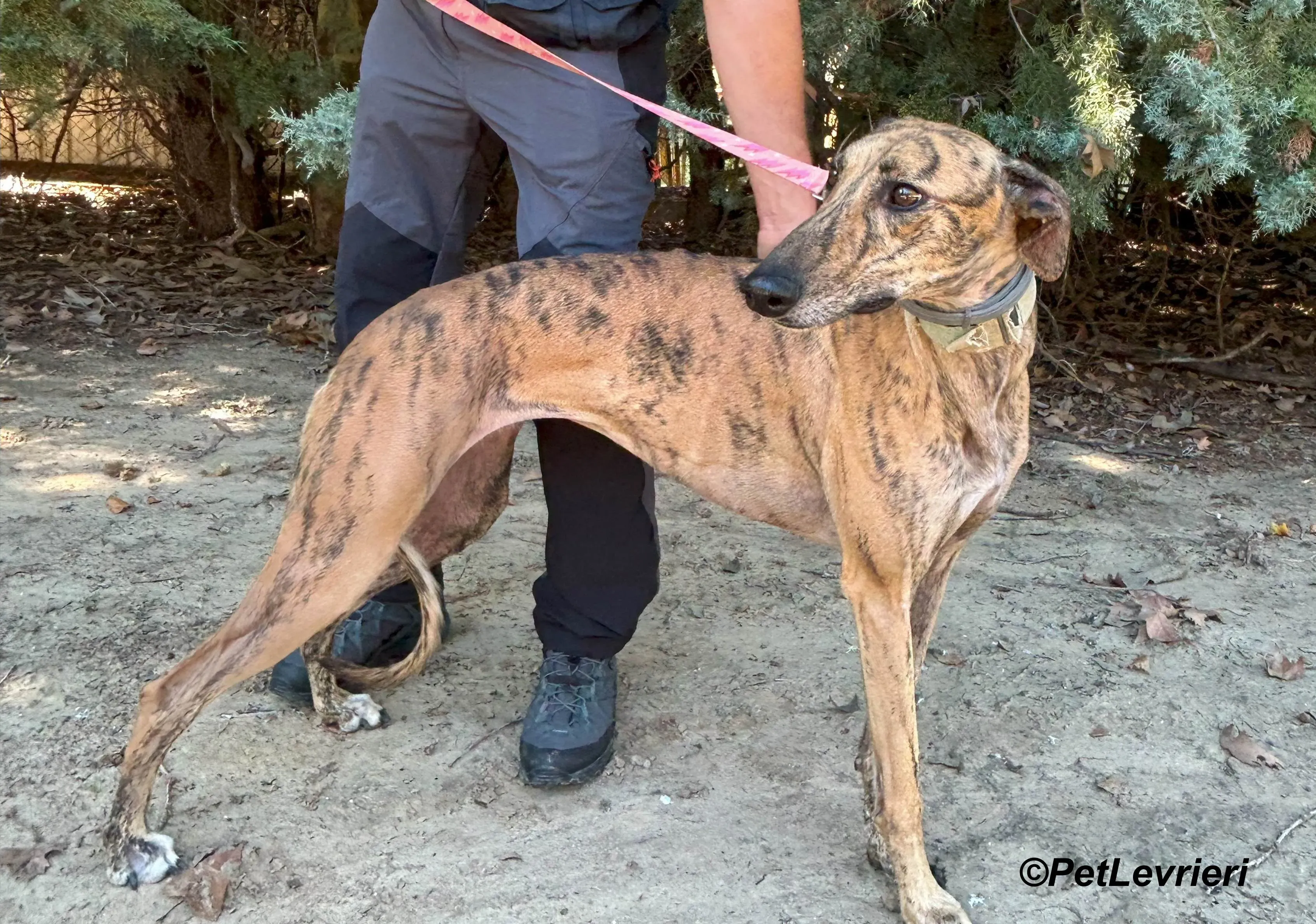 Lilith galgo adozione pet levrieri onlus 11