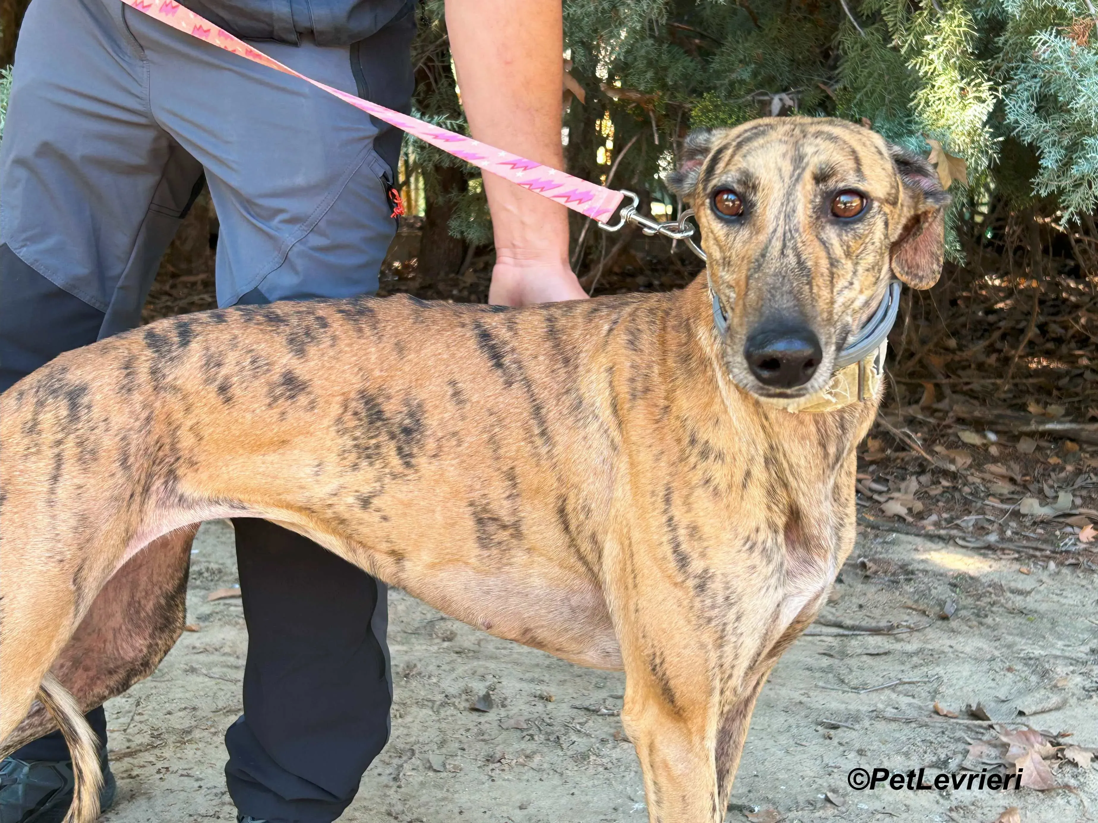 Lilith galgo adozione pet levrieri onlus 12